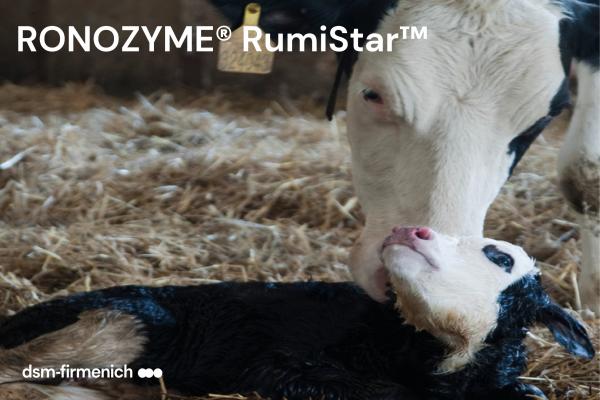 Ronozyme Rumistar verhoogt de verteerbaarheid van ingekuilde mais